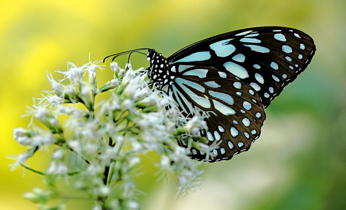 Butterflies use static electricity to catch pollen without touching it