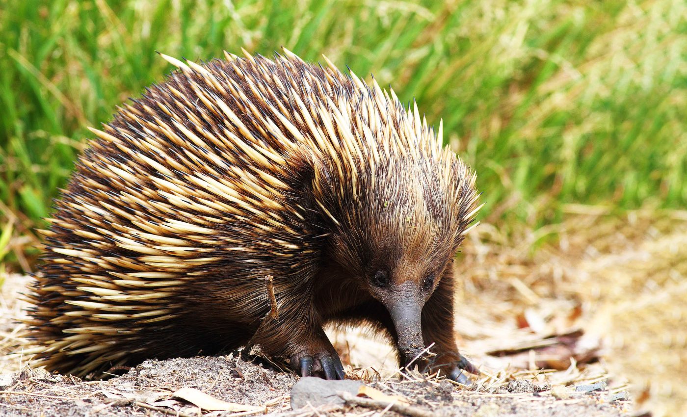 Egg-laying mammals, called monotremes, are unique in many ways