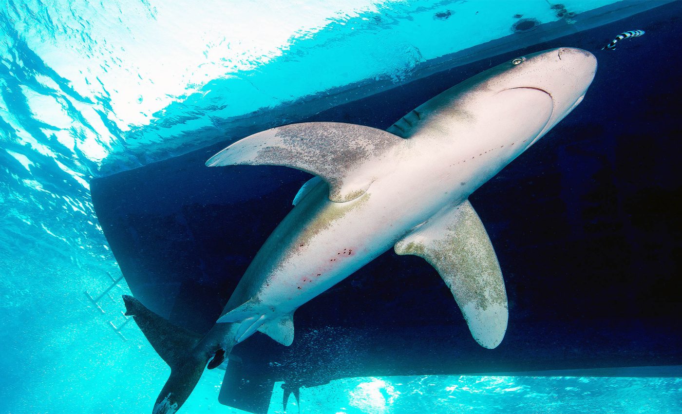 First-ever video footage of a shark being struck by a boat