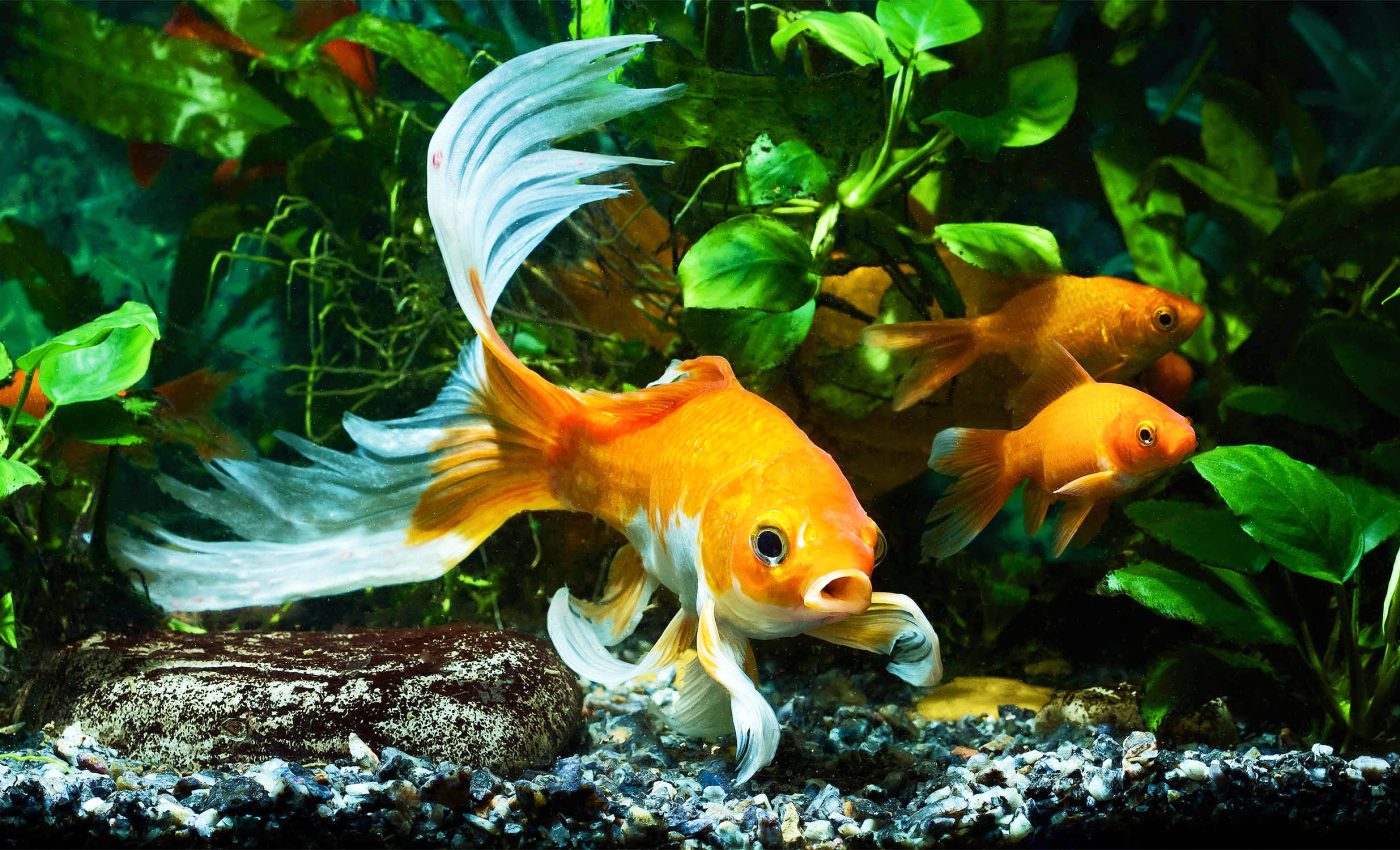 Goldfish have much better memory skills than previously believed