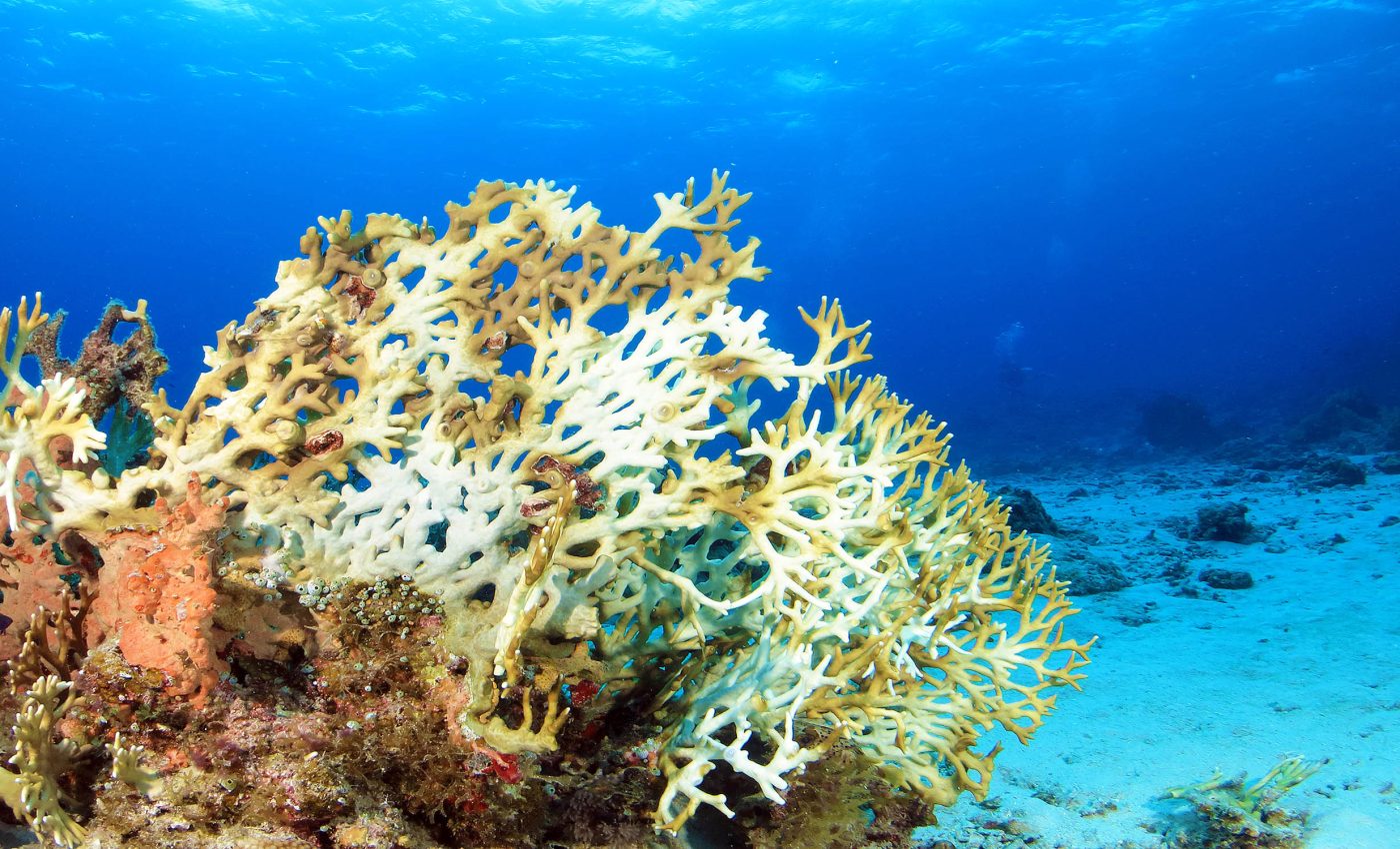 Coral response to bleaching captured in unprecedented detail