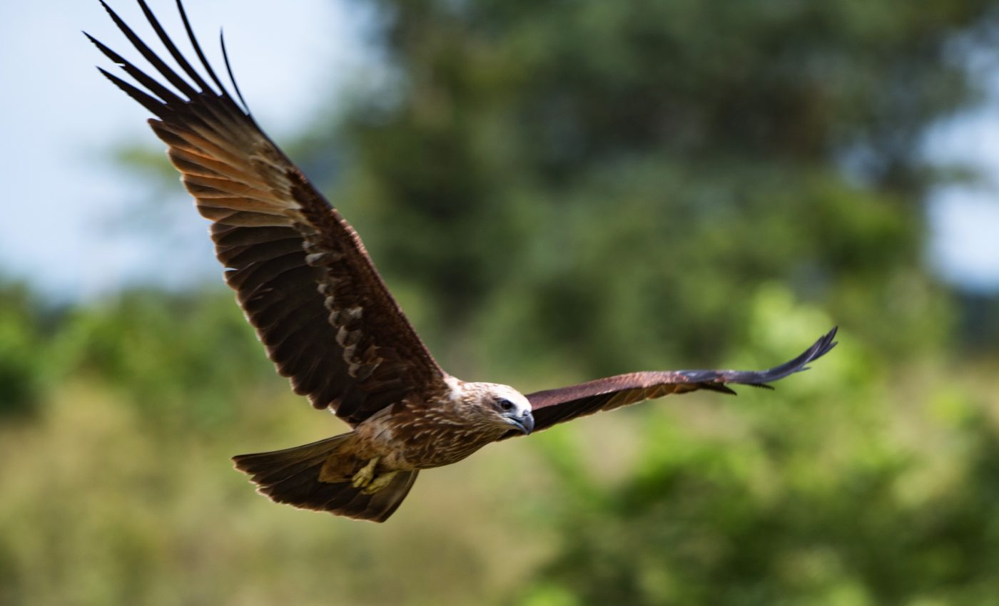 How vultures fly faster in thin air at high altitudes