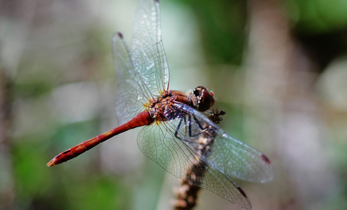 Dragonflies developed dark wing spots for survival