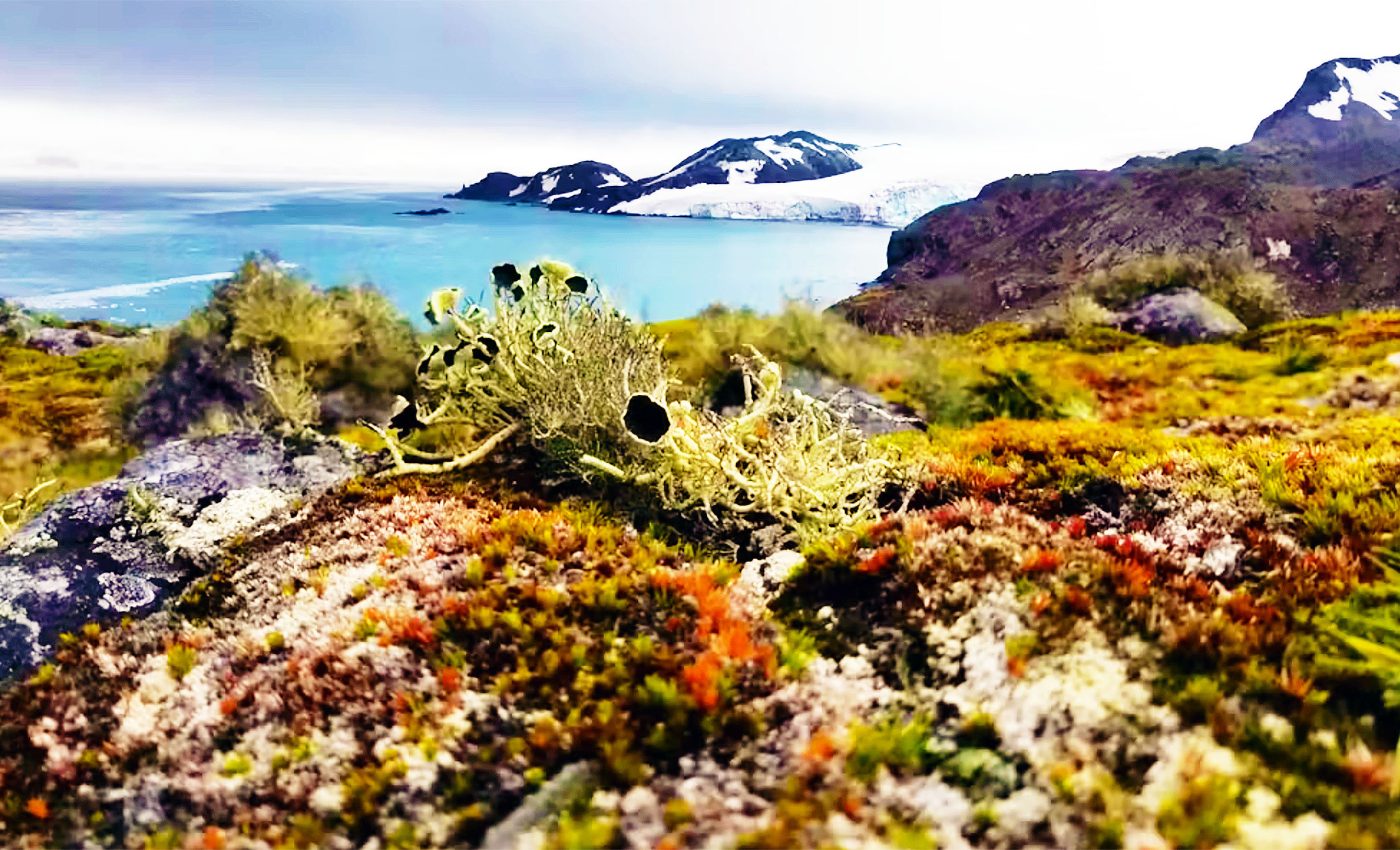 Antarctica hosts more plant life than scientists expected to find