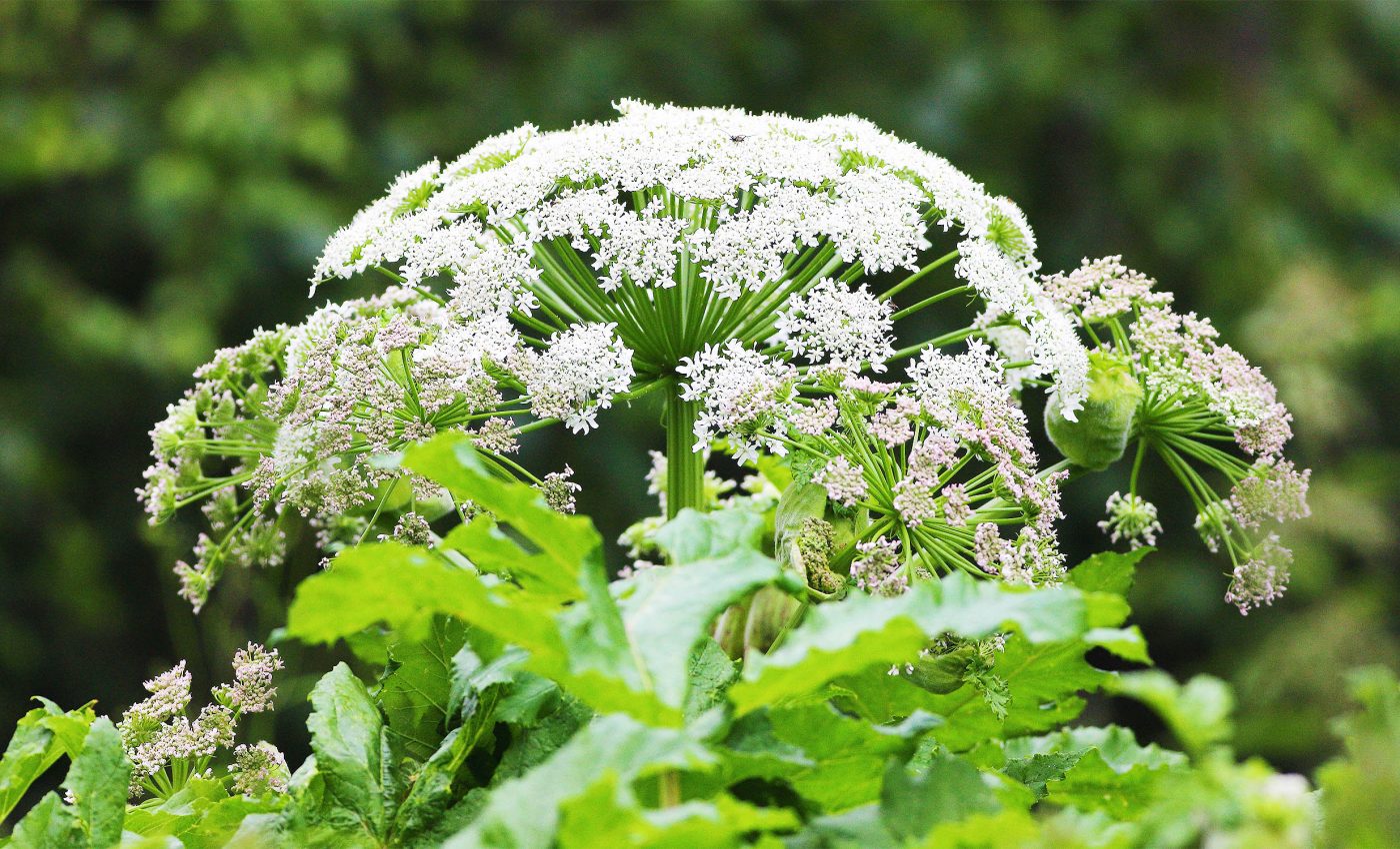 Rapidly spreading invasive plant alters DNA and causes severe burns