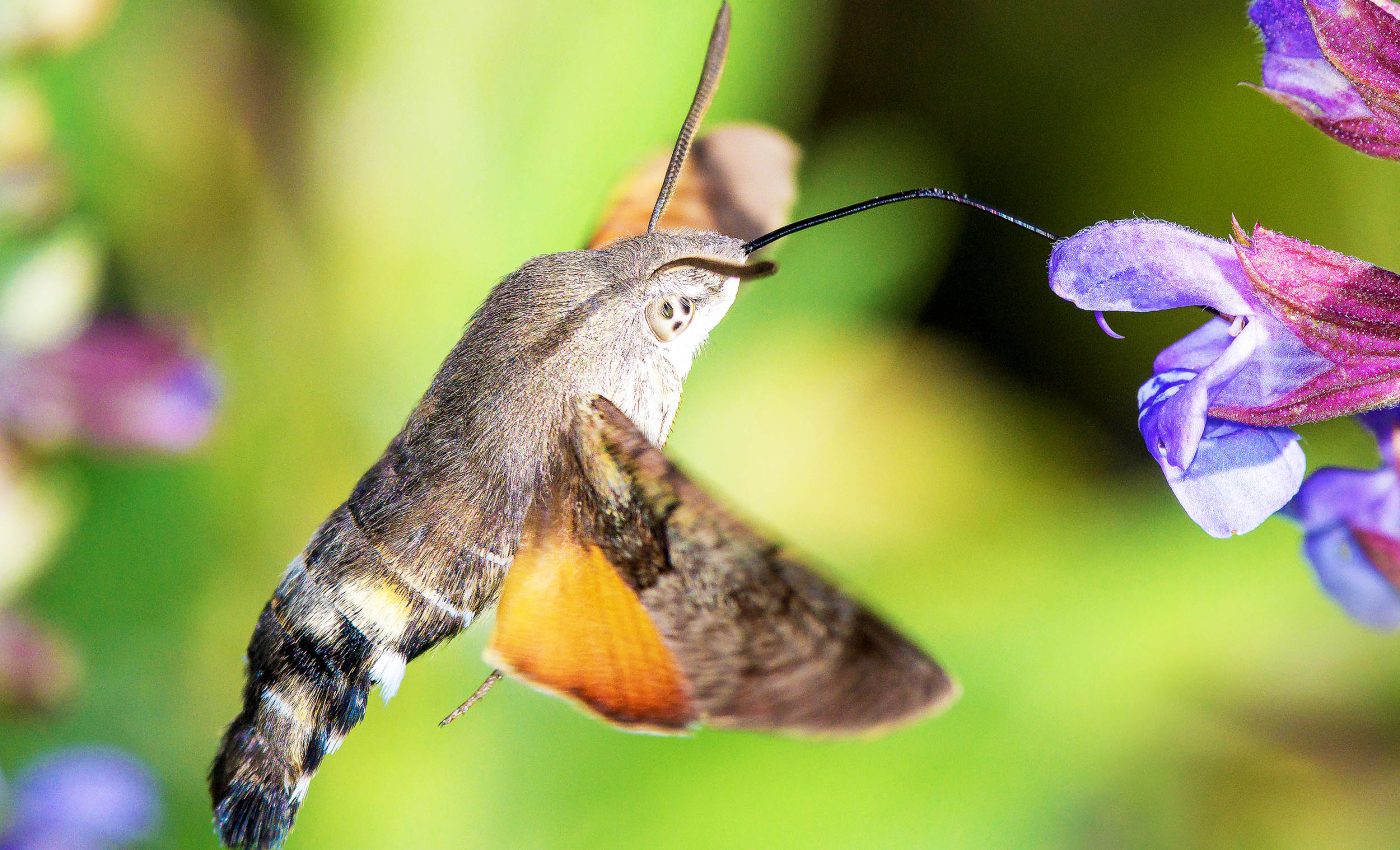 Landscapes with different habitats greatly increase biodiversity