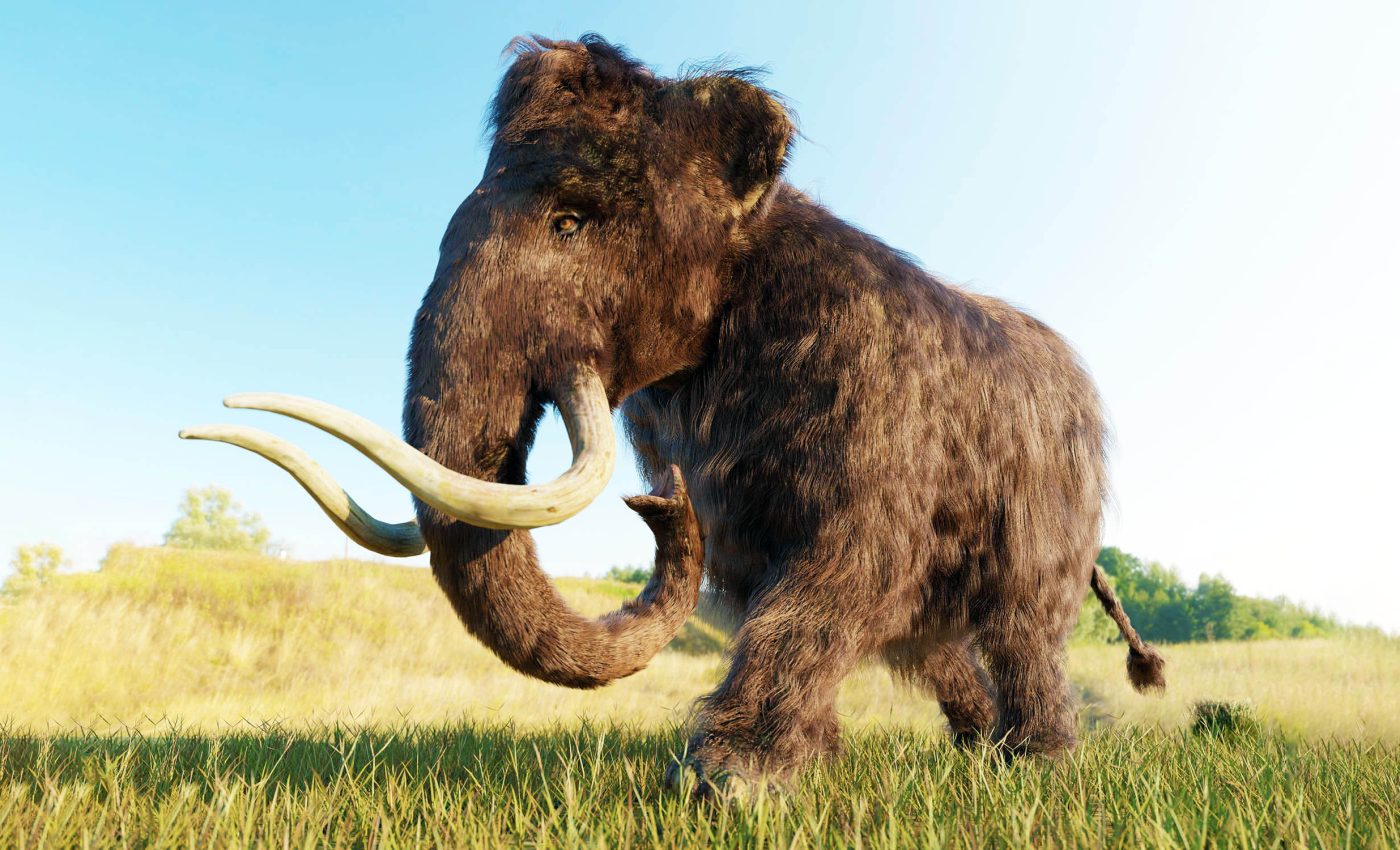 Woolly mammoths were inbred, but that didn't cause their extinction