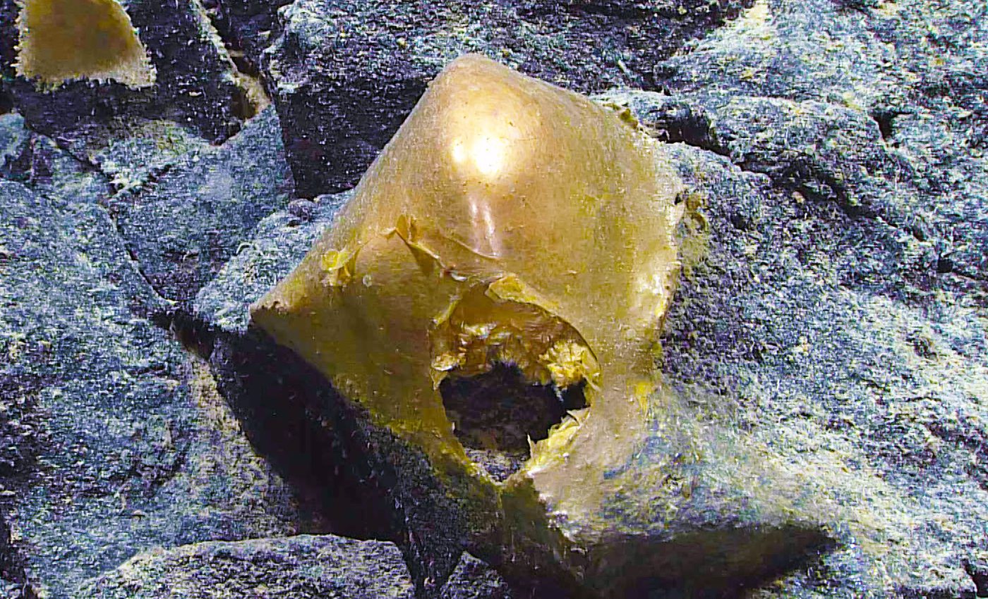 NOAA finds 'golden orb' that they can't identify on a deep ocean expedition