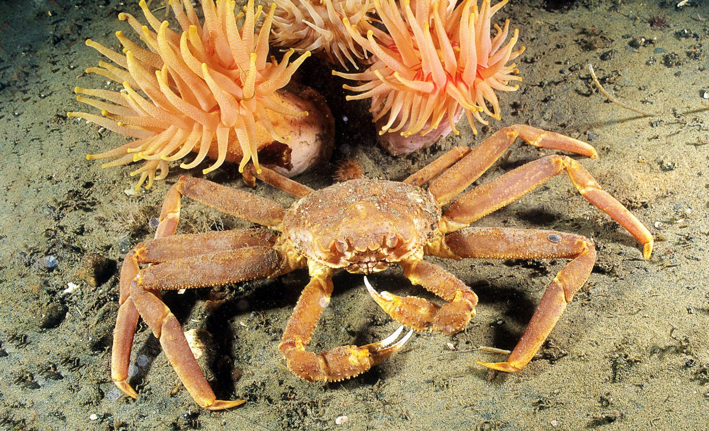 Why billions of crabs vanished from the Bering Sea and human diets