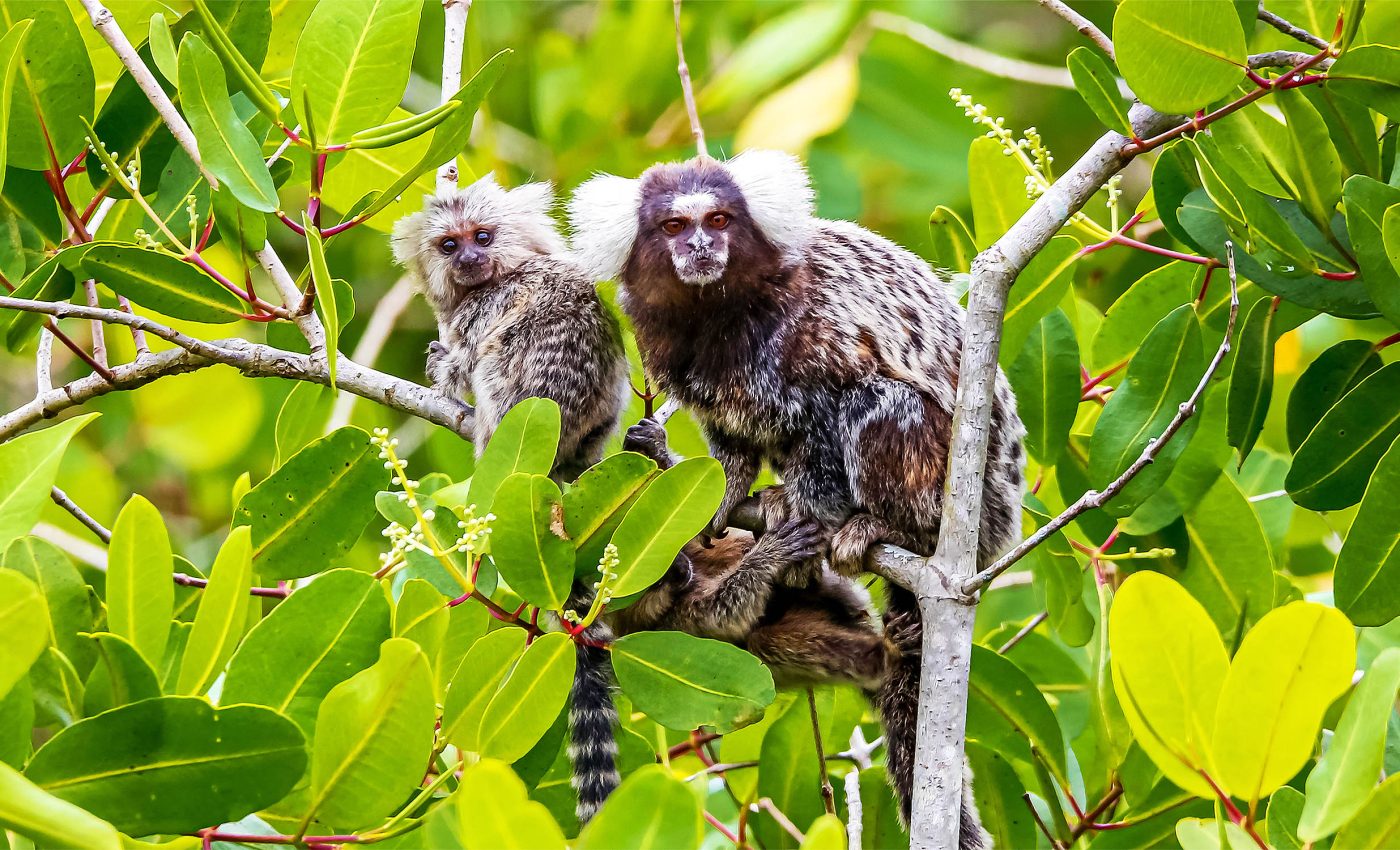 Monkeys use names for each other in their communication systems