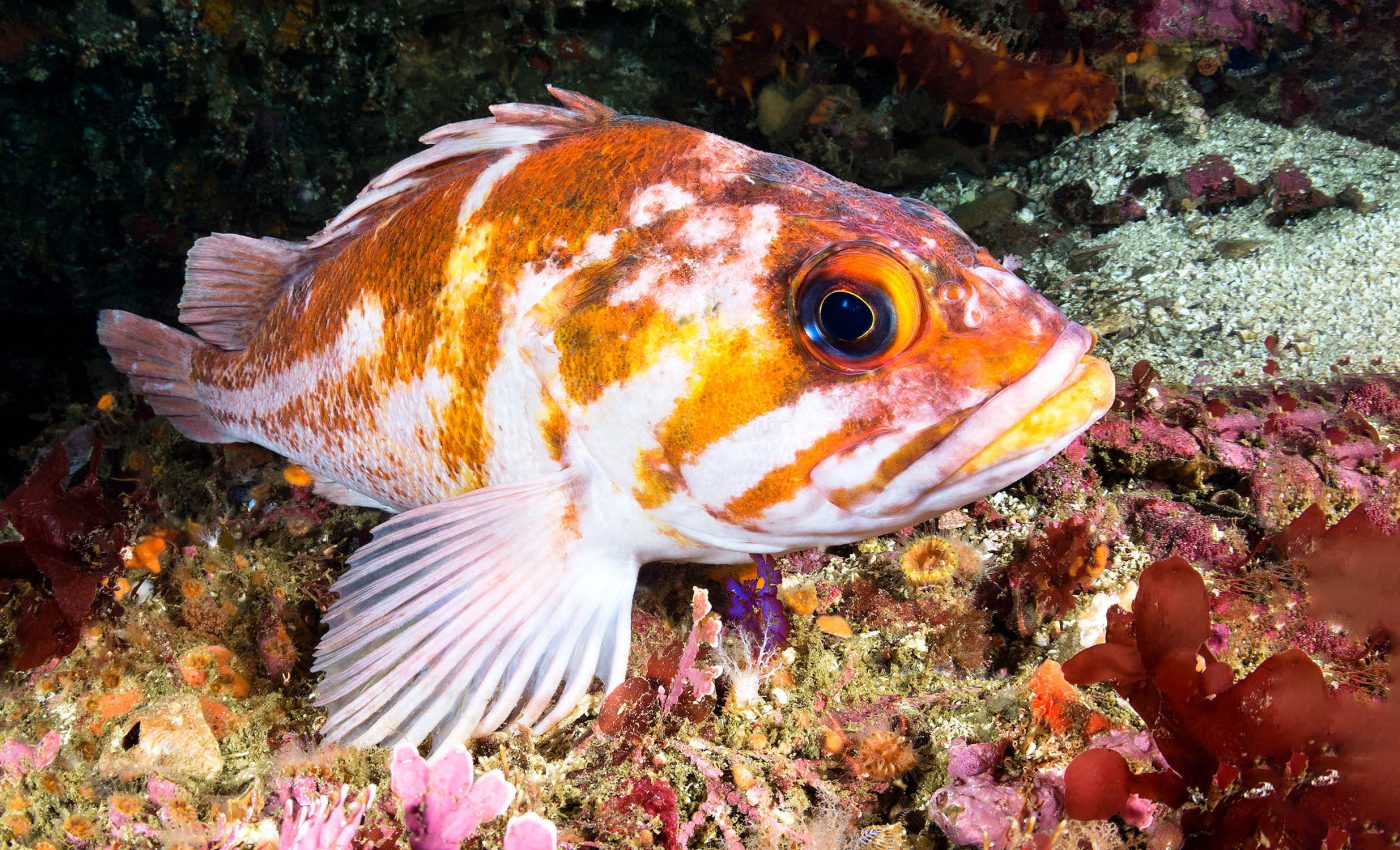 Number of fish species at risk of extinction is five times higher than past estimates