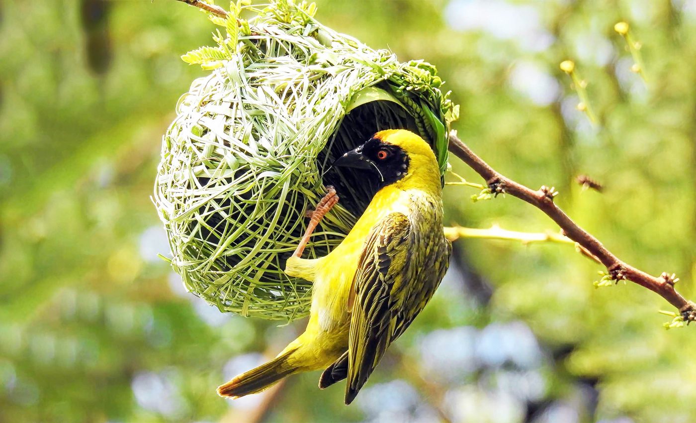 Weaver birds build strikingly unique nests