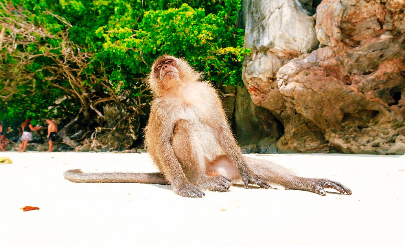 Slower pace of 'island life' is as true for animals as it is for humans