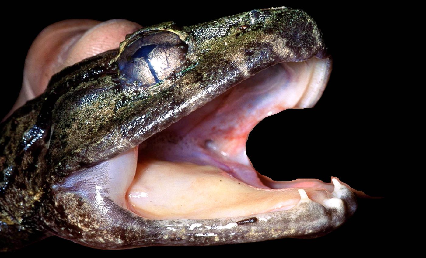 New 'fanged fighting frog' species has been hiding in plain sight
