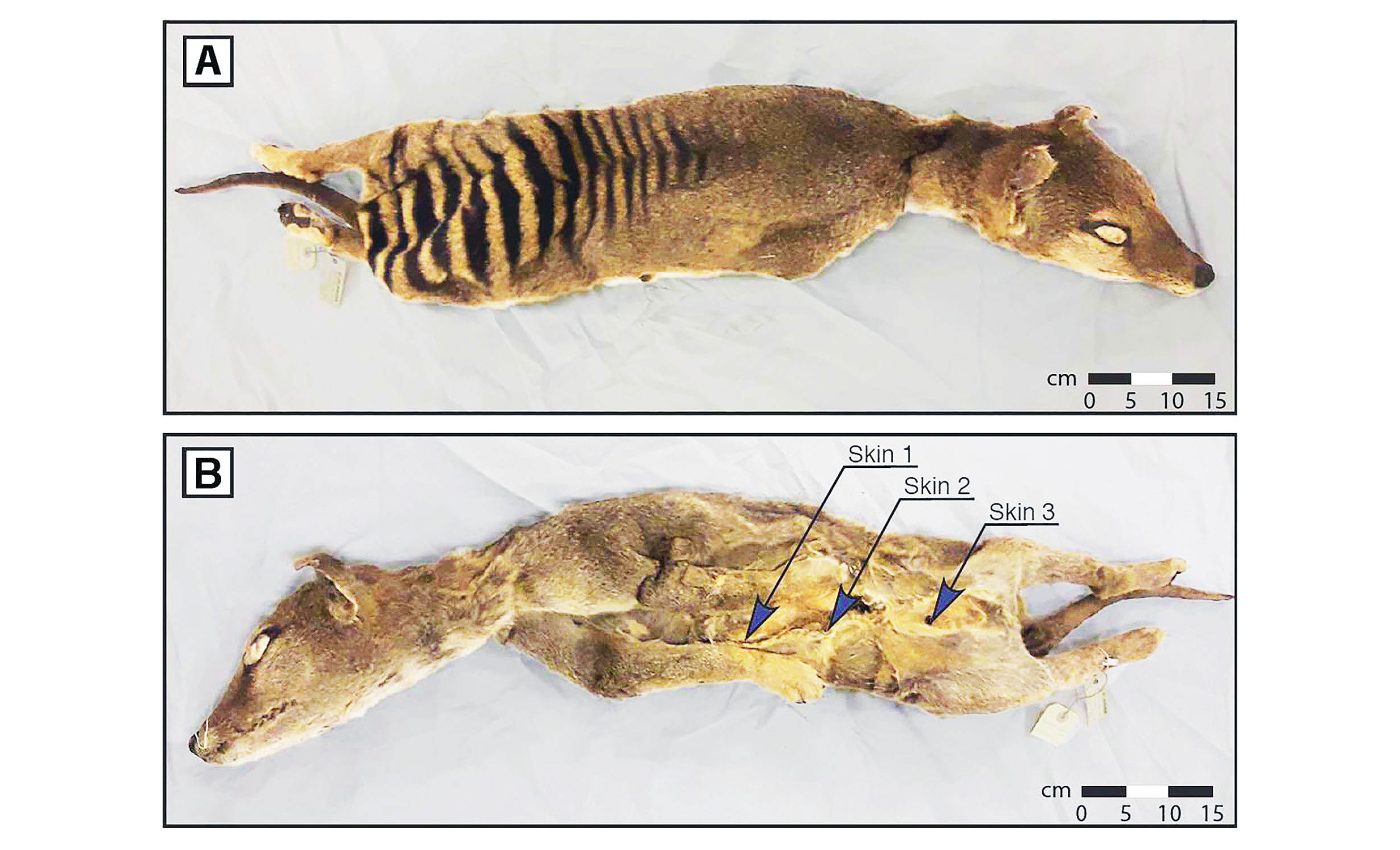 RNA recovered from an extinct species in a big boost for de-extinction efforts