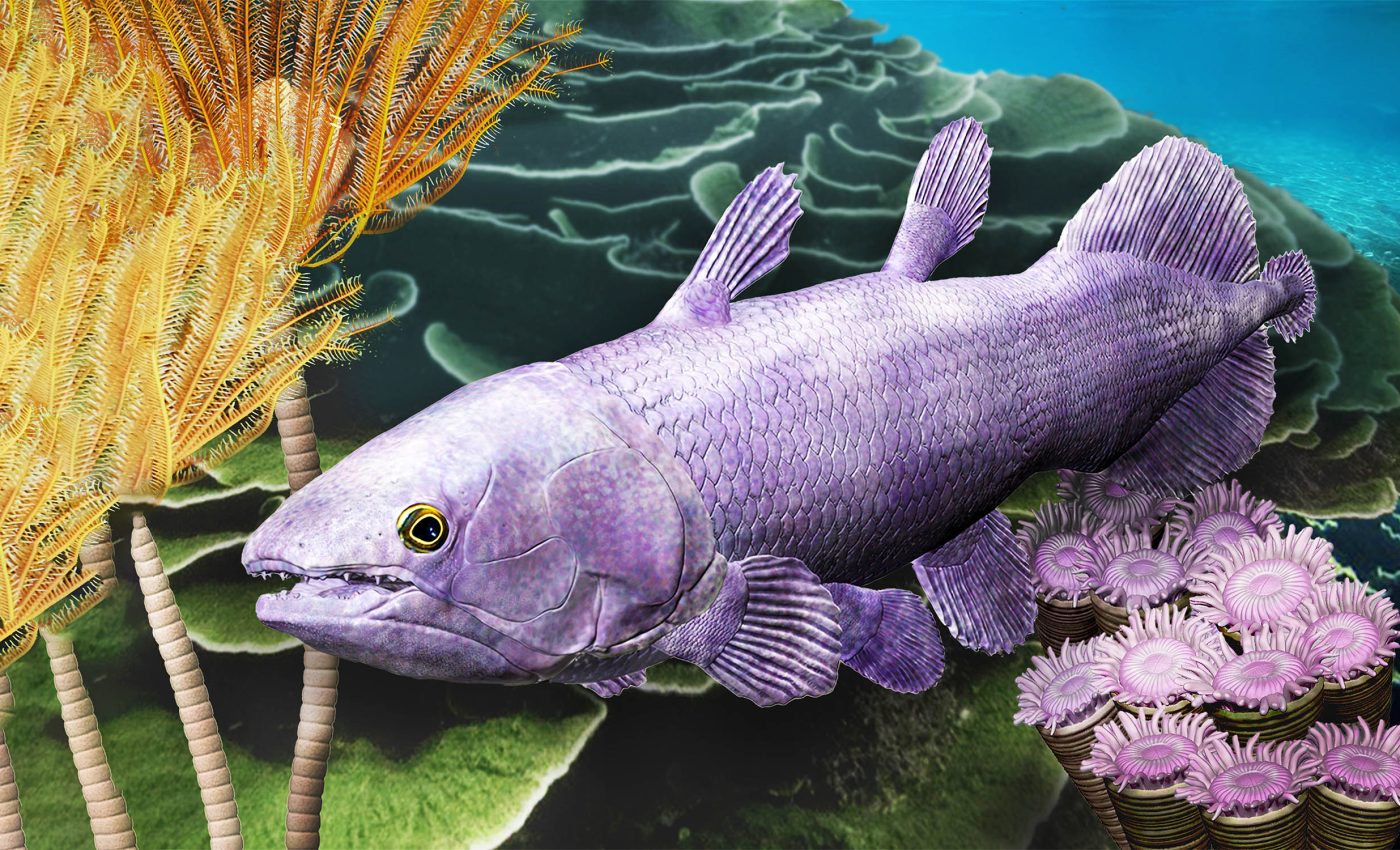 'Living fossil' fish species has survived for over 400 million years