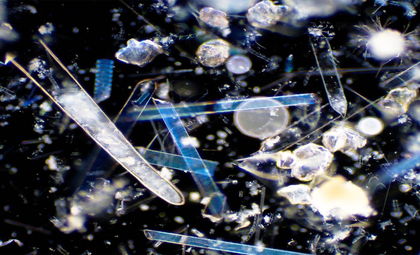 Ocean microbes eat a different diet that affects climate change