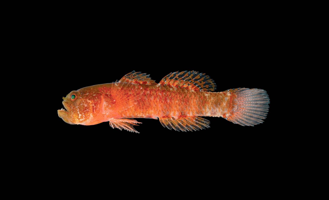 Scientists discover 'grumpy dwarfgoby,' a tiny fish with a big attitude