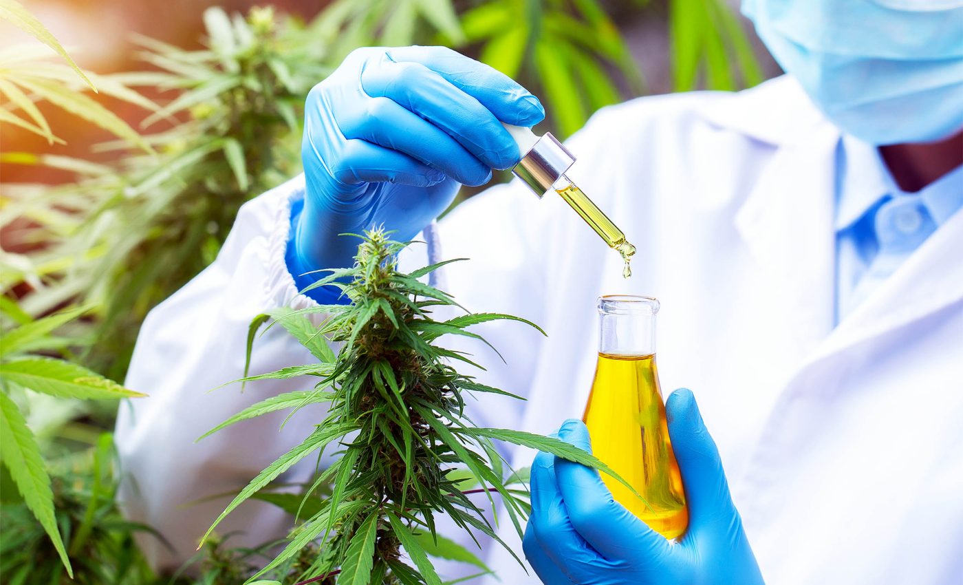 Cannabis extract proves to be highly effective at killing the most dangerous animals in the world