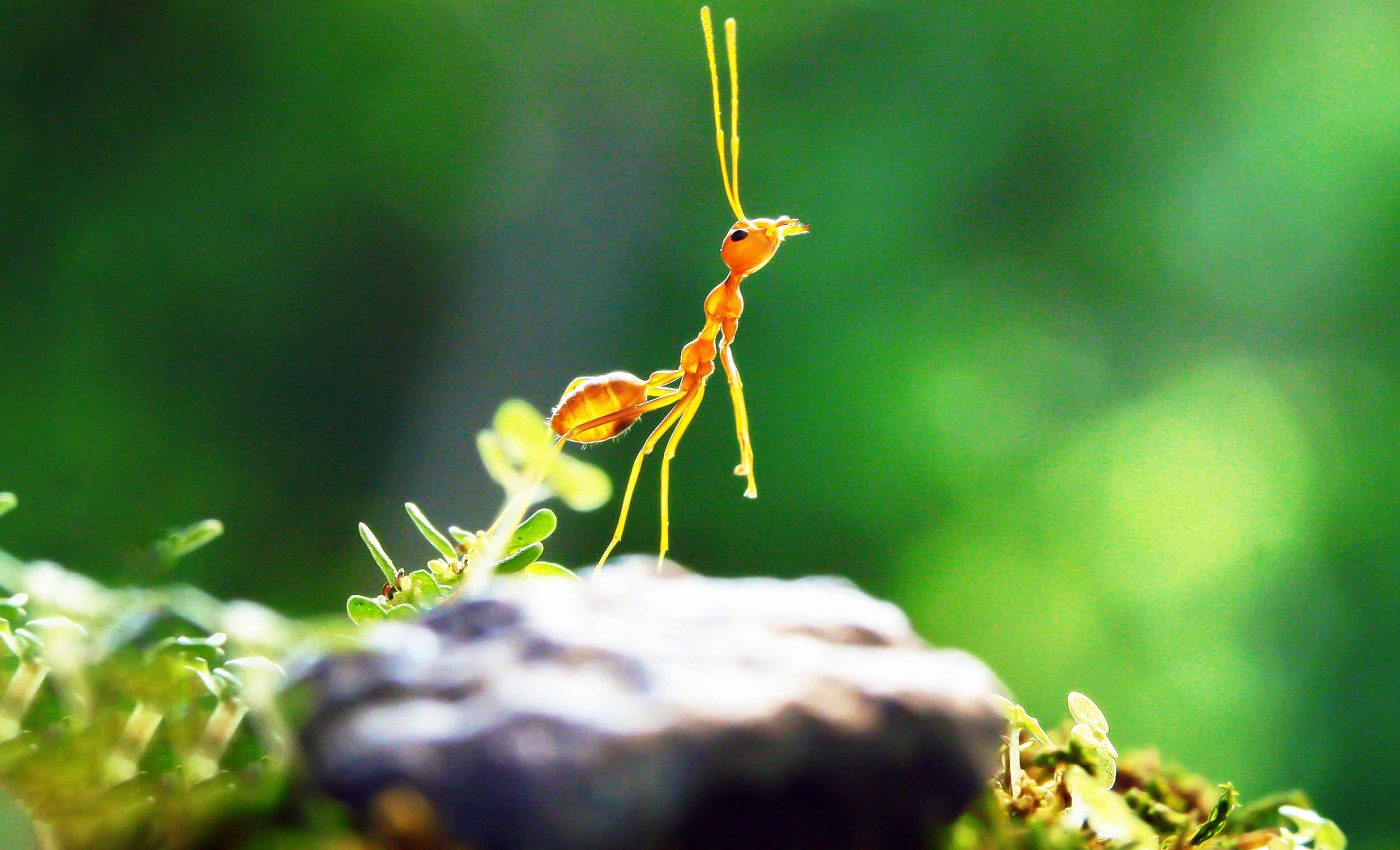 Ants use a type of 'social distancing' to prevent spread of diseases