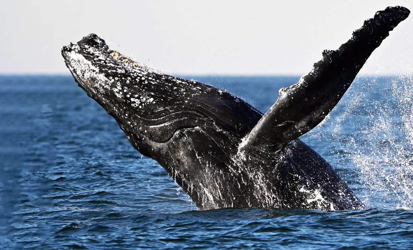 Gray whales perform 'headstands' and make 'bubble rings' as they hunt