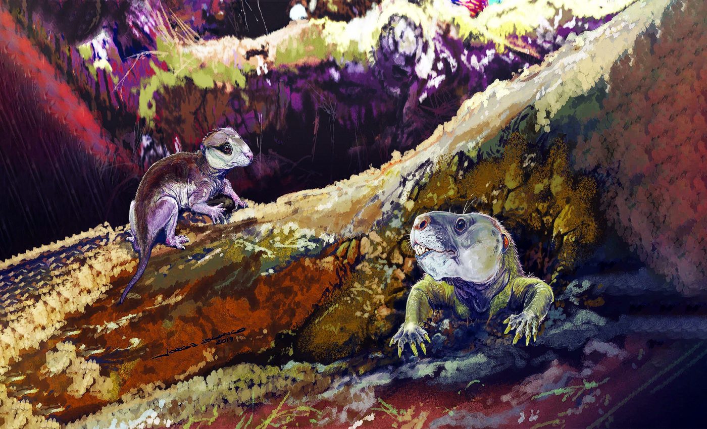 Jaw-dropping mammal evolution discovery fills in more blanks