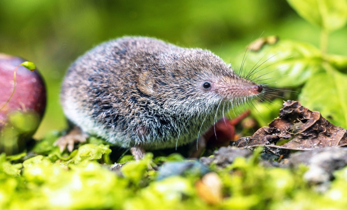 How shrews and other tiny creatures have superfast heartbeats