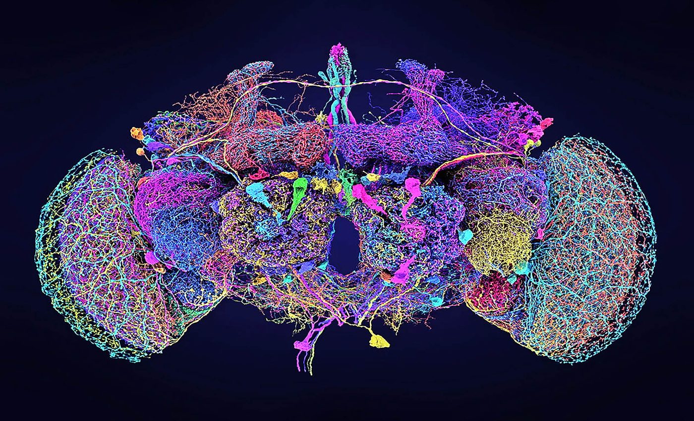 First complete map created of every neuron in an adult brain