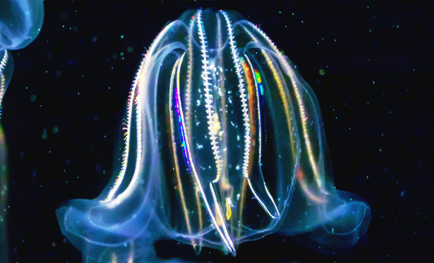 Comb jellies can age in reverse and may hold secrets to immortality