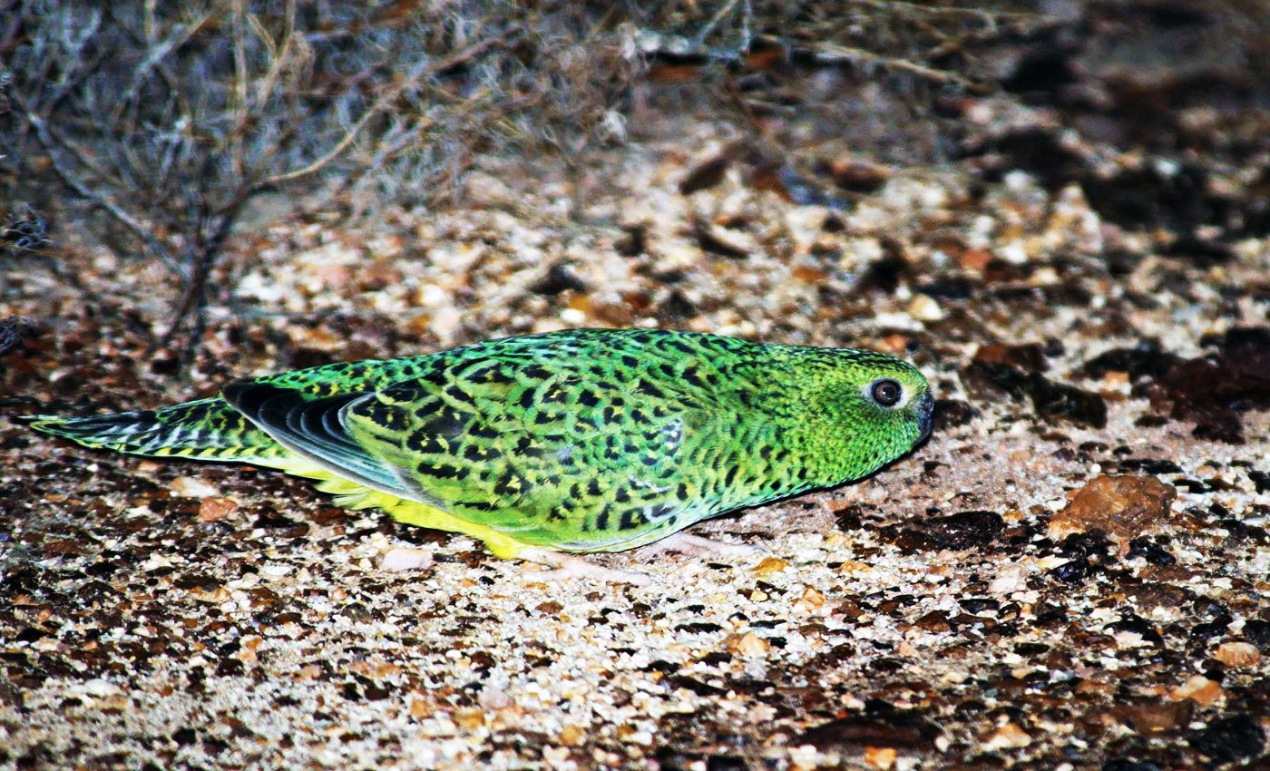 Rare and beautiful bird, thought to be extinct, is rediscovered after 100 years of no sightings