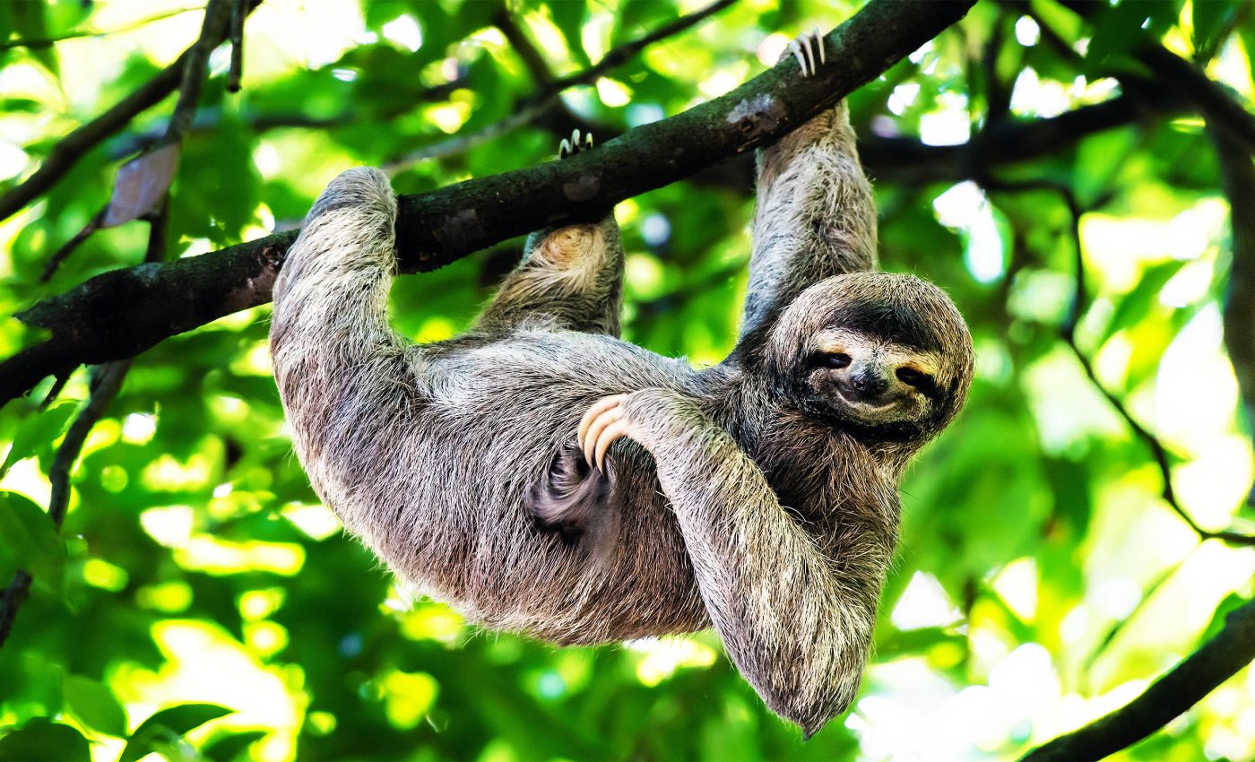 Climate change is altering the temperature in 66% of tropical forests