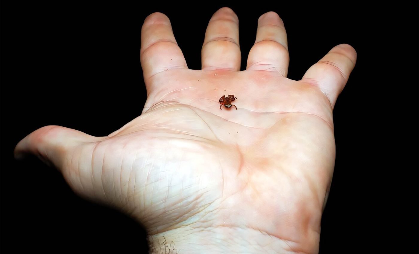 Newly discovered 'flea toad' is the world’s second smallest vertebrate