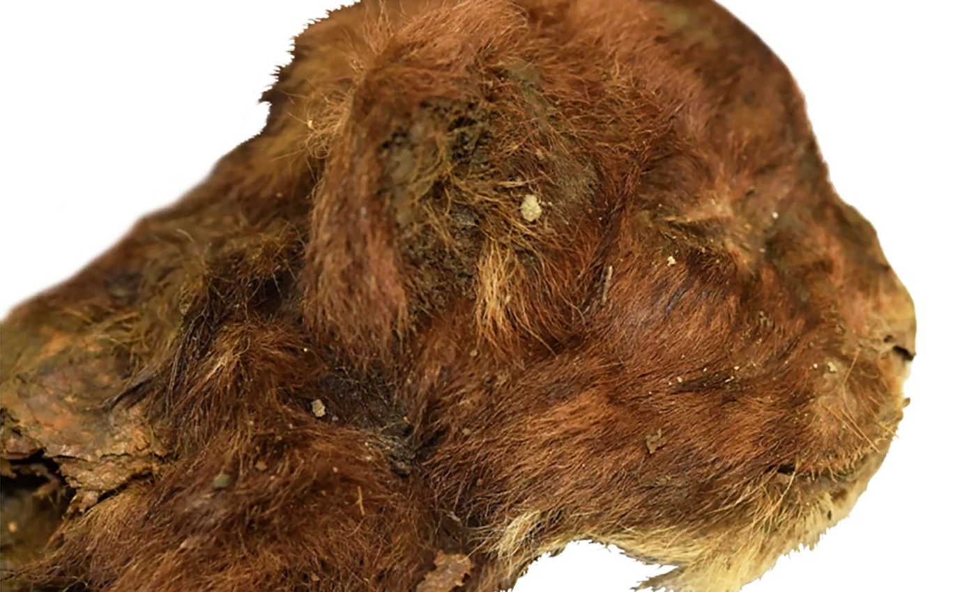 Mummified baby saber-toothed tiger found with fur and toes intact