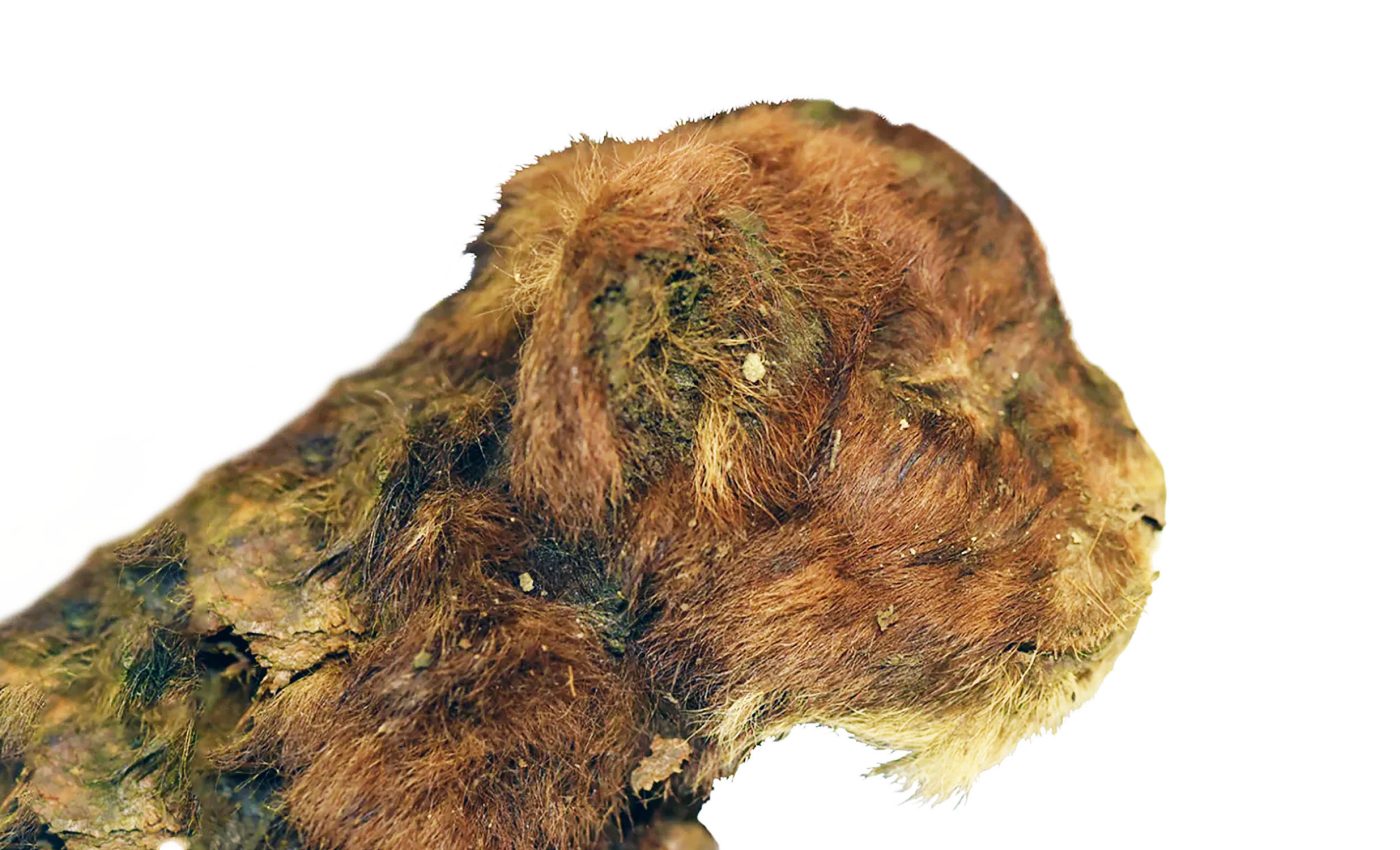 Mummified baby saber-toothed tiger found with fur and toes intact