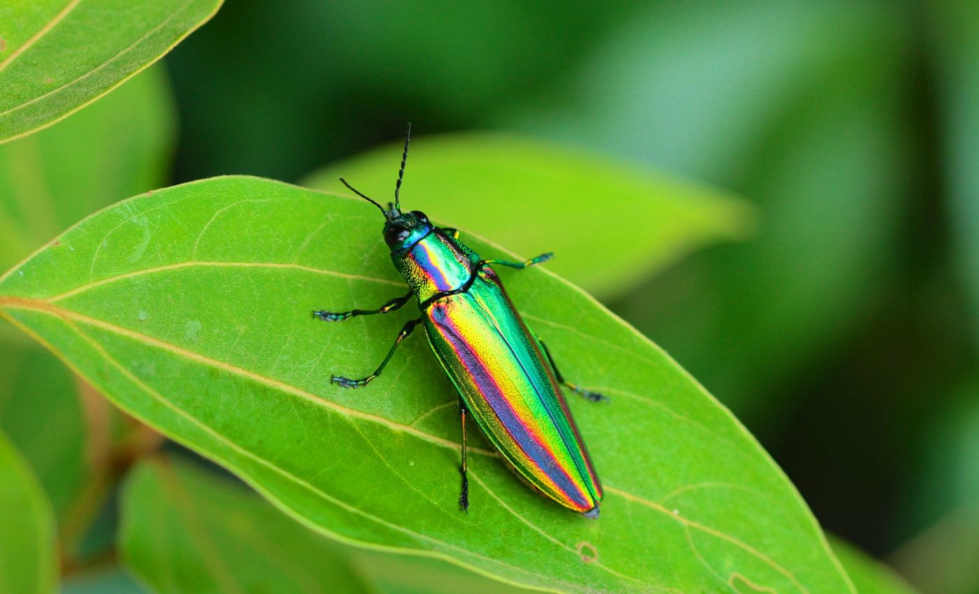 Shiny animals outwit predators with optical illusions