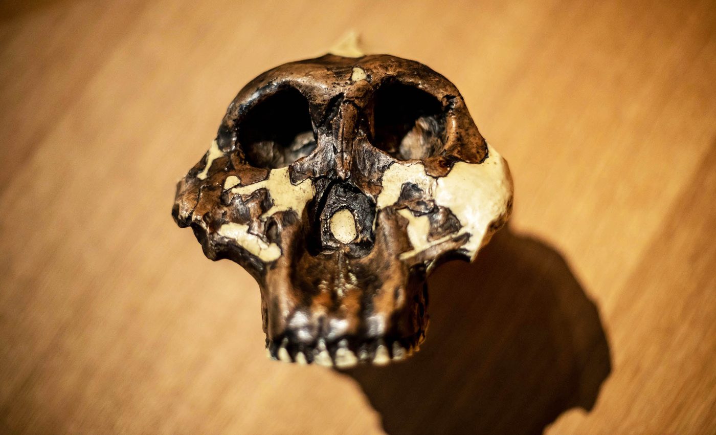 Two species of human ancestors literally crossed paths 1.5 million years ago