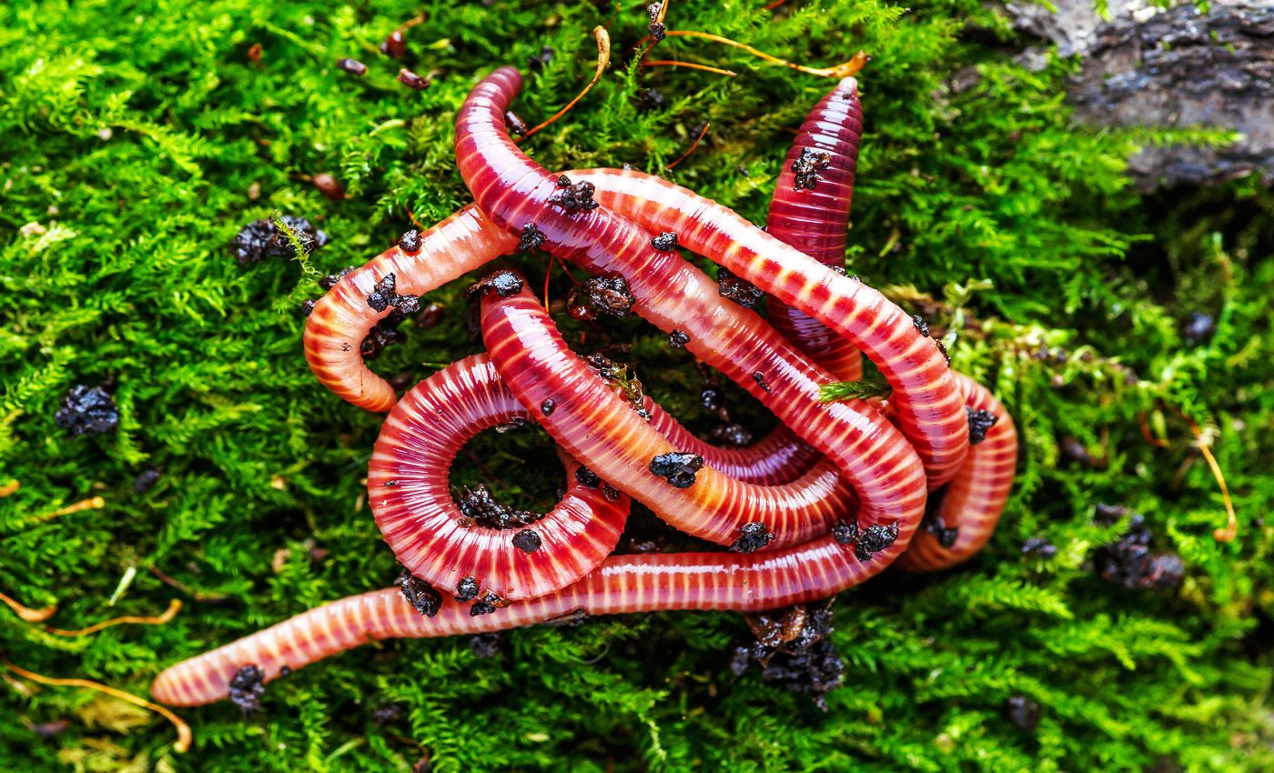 Alien earthworms are invading and harming ecosystems across North America