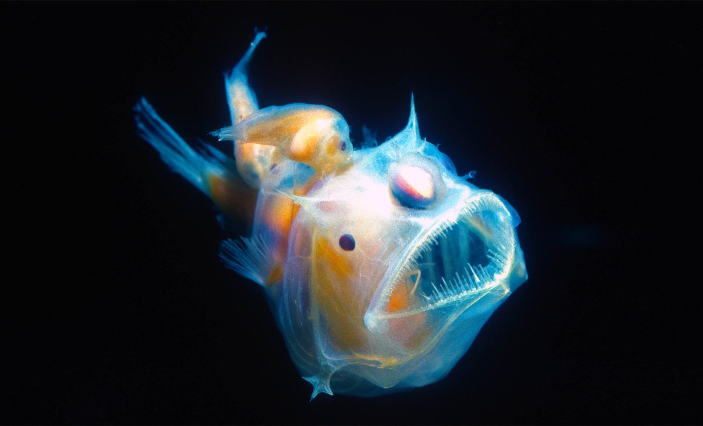 Deep-sea anglerfish defy evolutionary expectations
