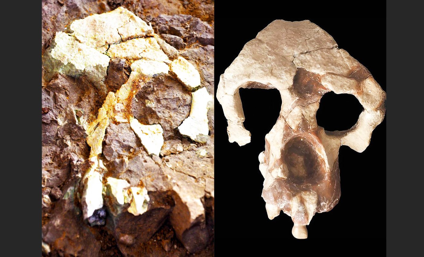 Humans originated in Europe, not Africa, according to fossil discovery