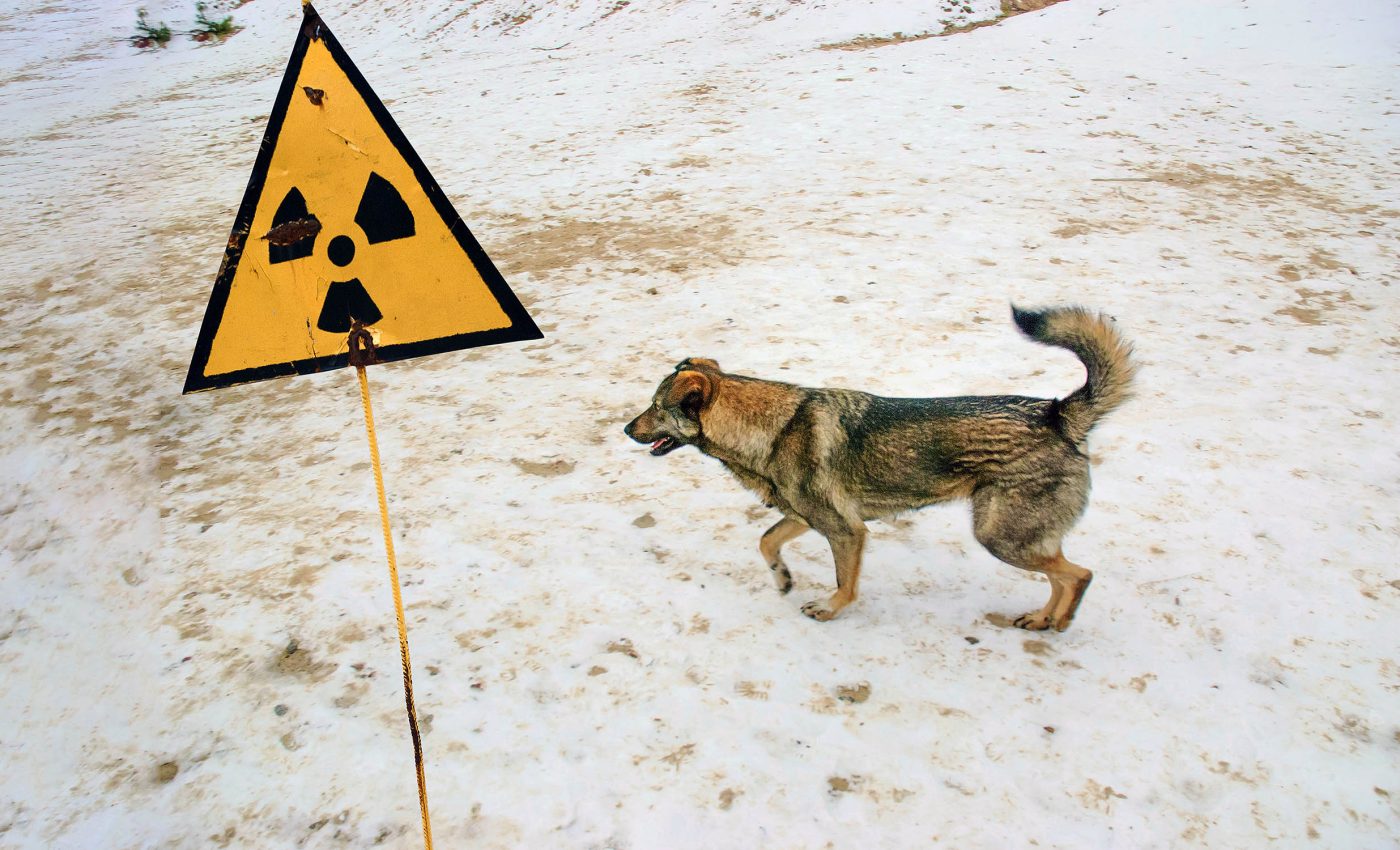 Chernobyl dogs are responding to the toxic radiation with rapid genetic evolution