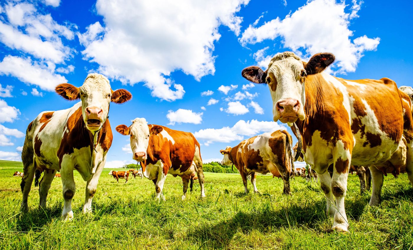 The amount of energy it takes to make one hamburger is hard to believe