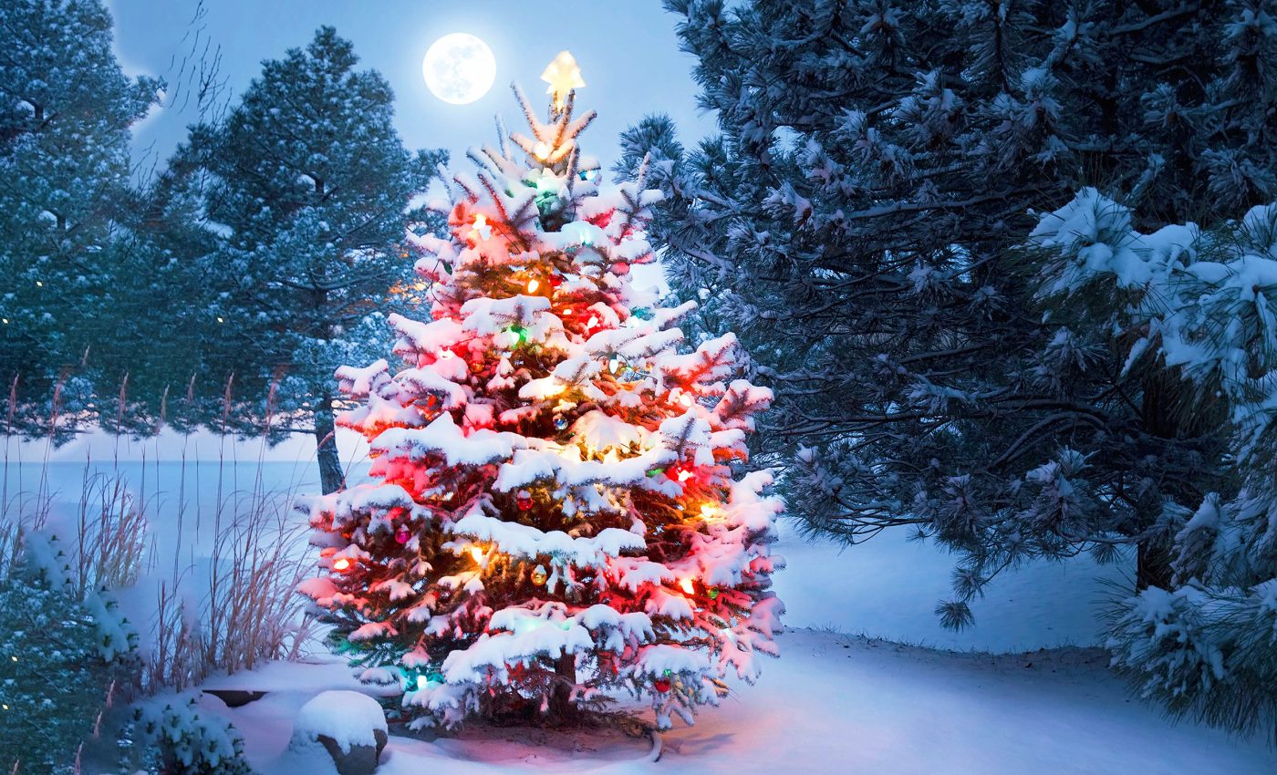 Christmas trees have unique strategies to survive harsh winters