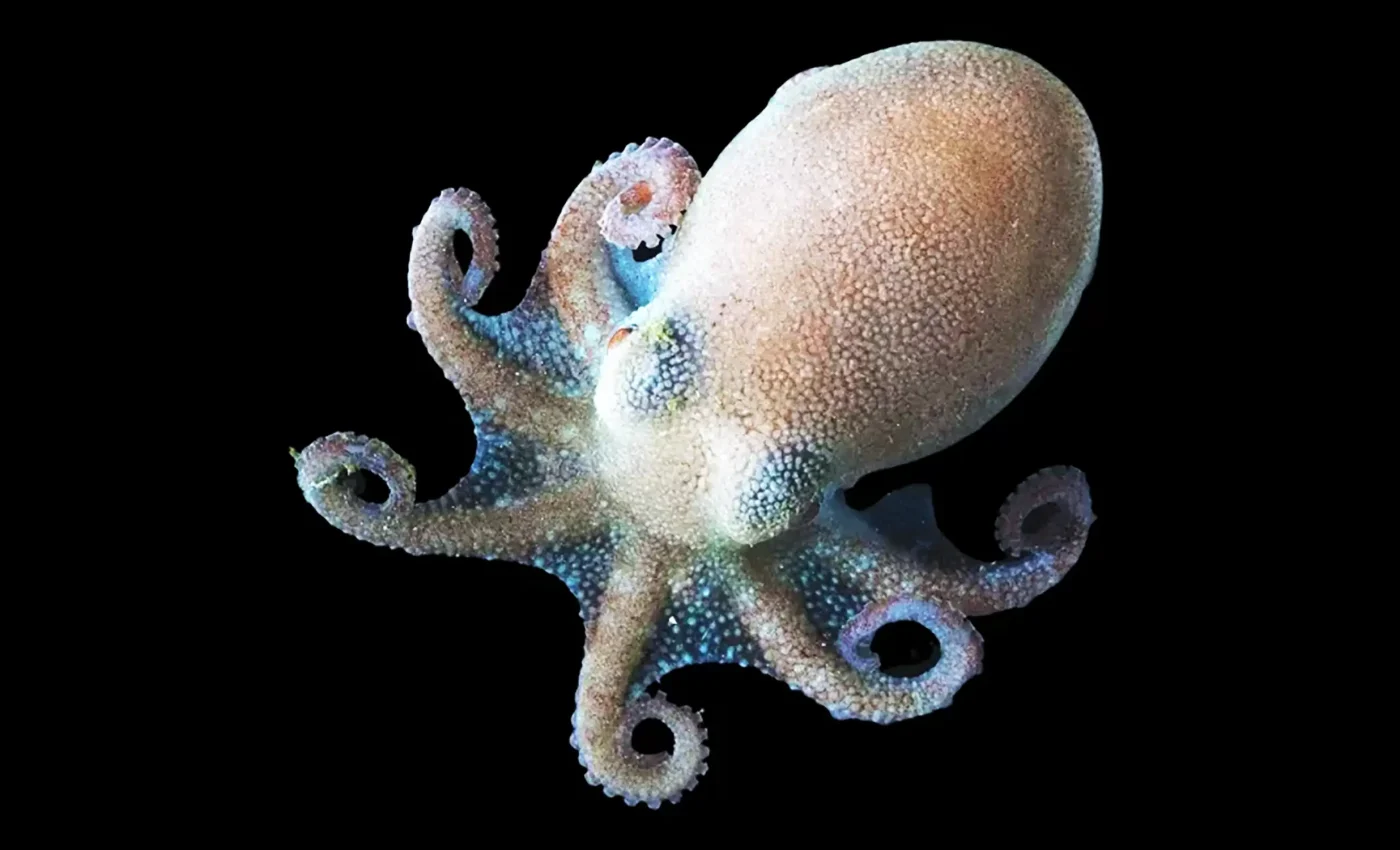 Octopus DNA tells scientists that total collapse of the Antarctic ice sheet is "close"