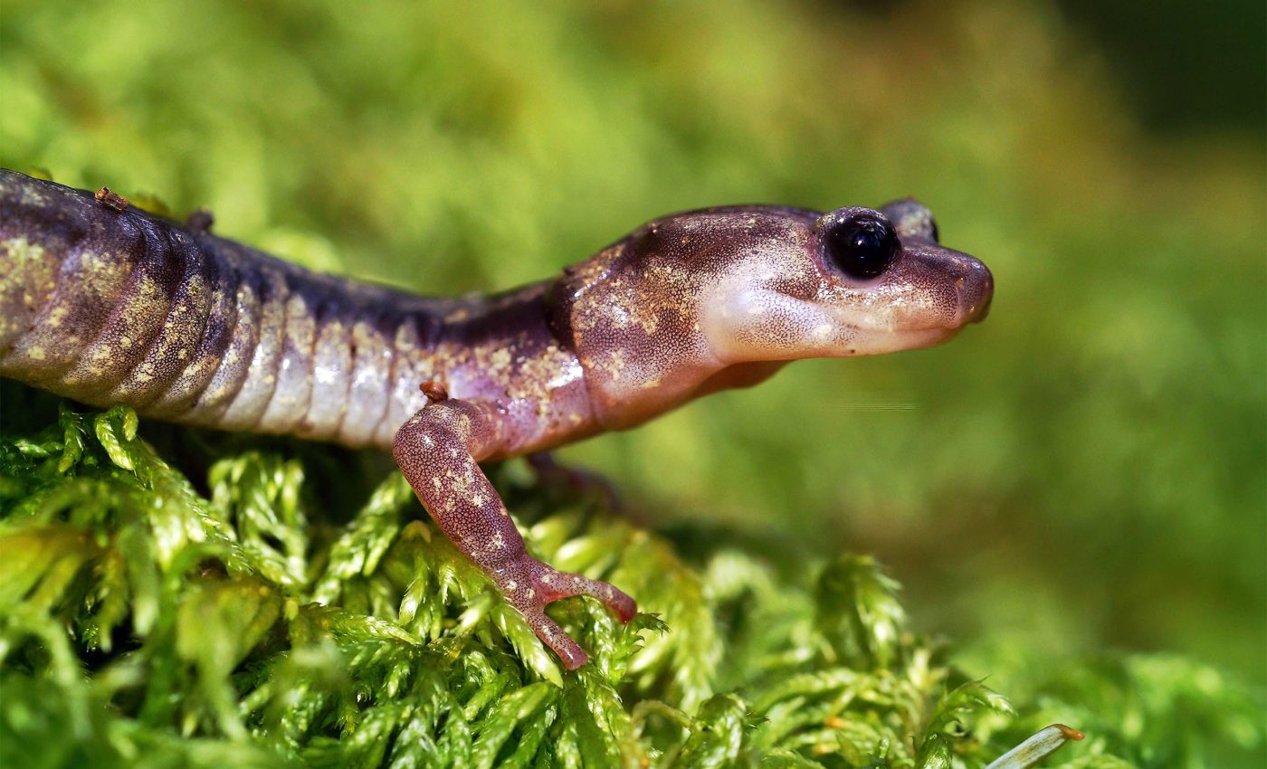 'Skydiving' salamanders can fully control blood flow in their toes