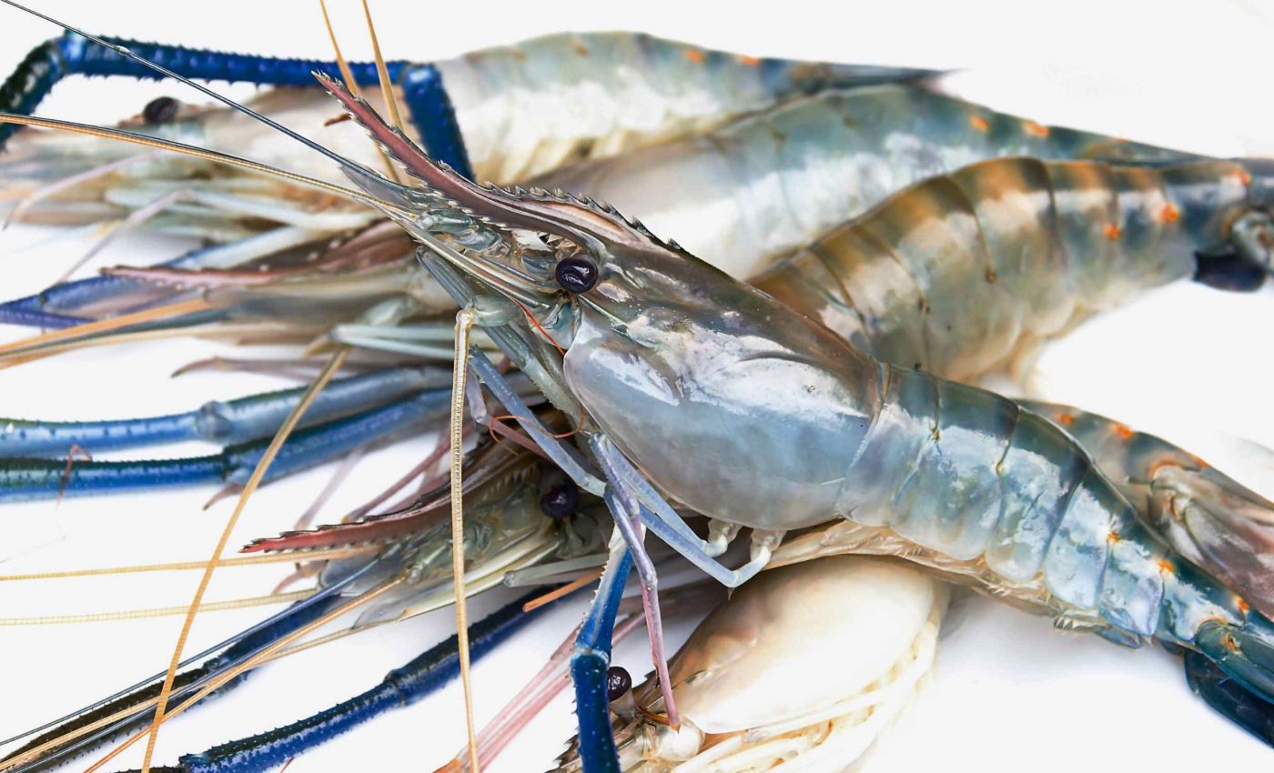 Shrimp crisis: Alarming virus threatens global seafood supplies