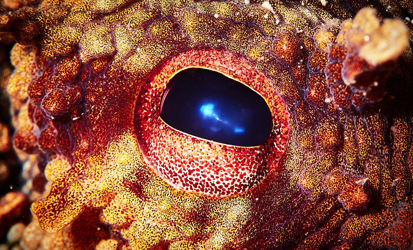 Which animal could replace humans as Earth’s dominant species? This scientist has an idea