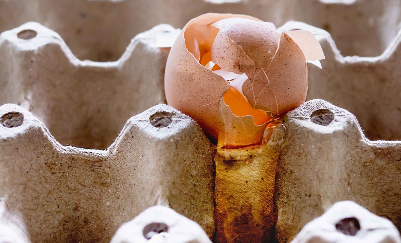 Is it safe to eat eggs? Study finds Salmonella contamination throughout the production chain