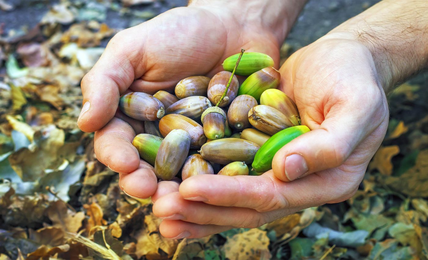 Early humans thrived on plant-based diets, not just meat, over 780,000 year ago