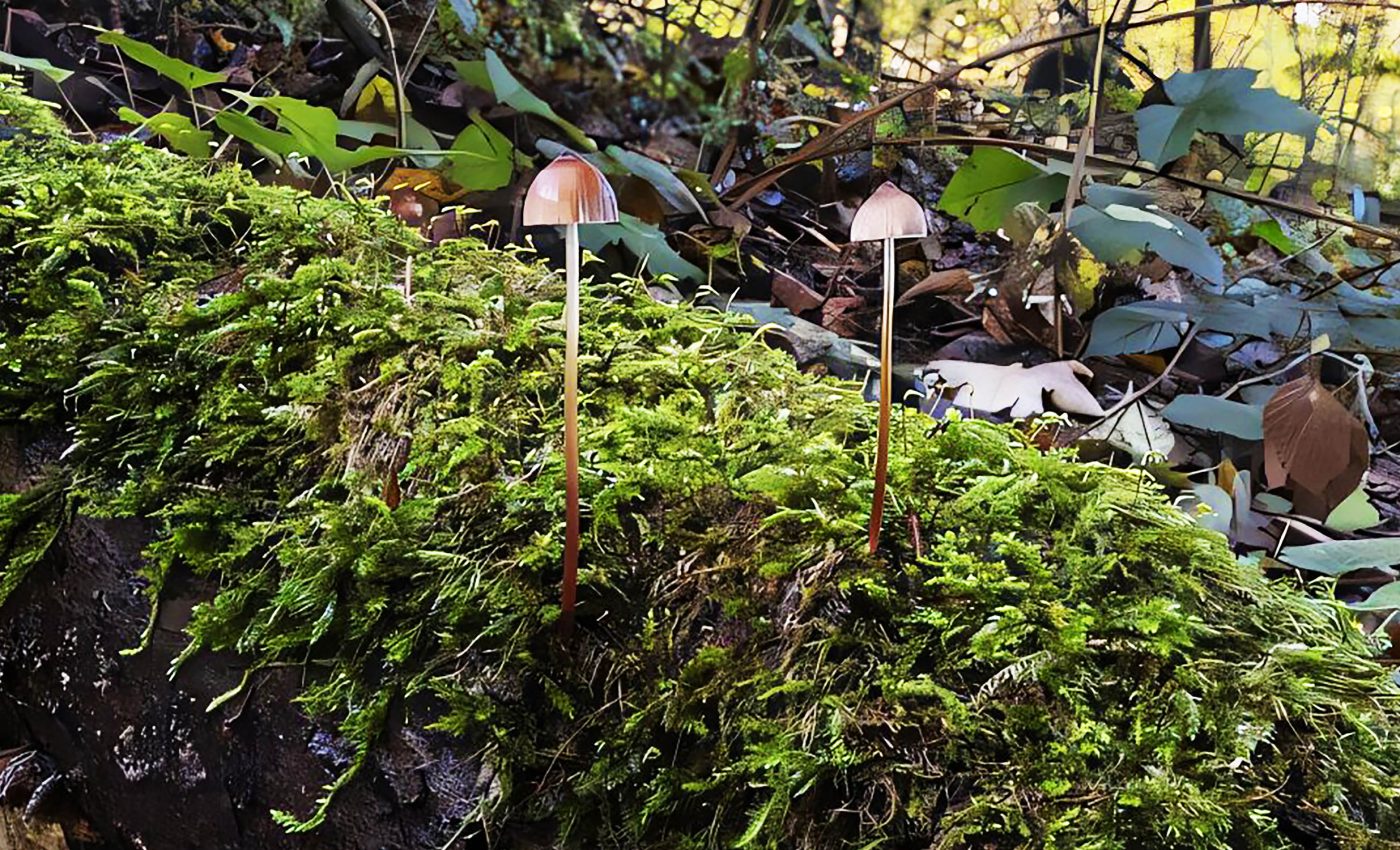 New species of glowing mushrooms discovered