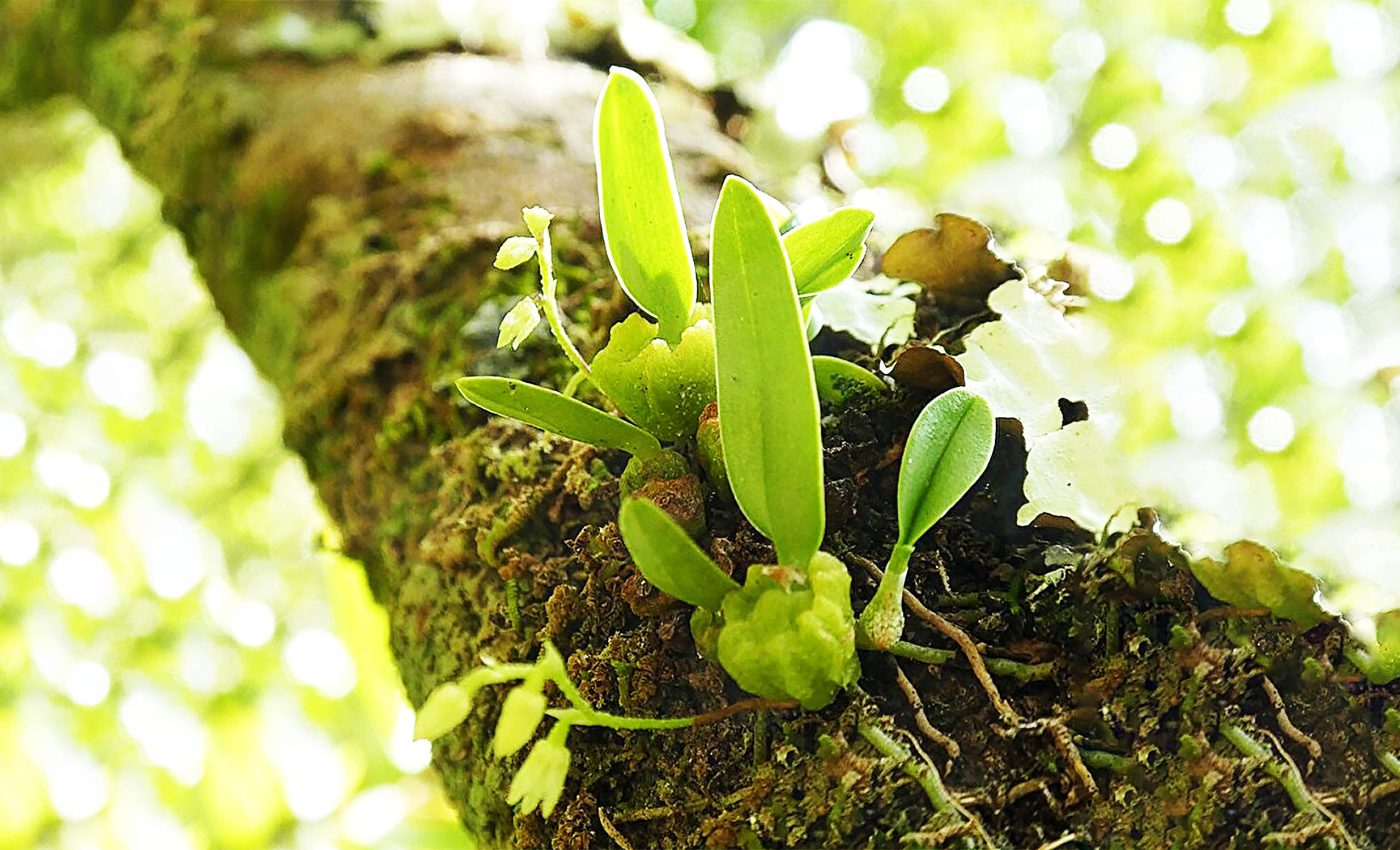 New orchid species discovered resembles a small cupcake